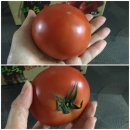 김진수농장 이미지