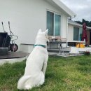 문원이마트24 | [국내여행/숙소] 문원(文苑 ) 대천 애견독채펜션 / 16개월 아기와 함께 하는 애견동반여행