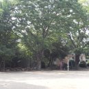 봉산초교 이미지