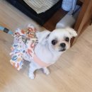 서른살나의펫 이미지