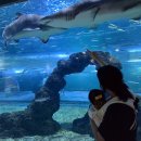 W-12 | 아티포페 자이가이스트 트위드 W 12개월 사용 후기(아티포페병 완치..!)