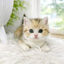 고양이샵 이미지