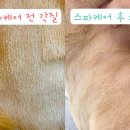 소나캣 이미지