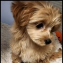 멍했냥 평택본점 이미지