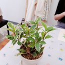 청주화분체험 _혜주어스