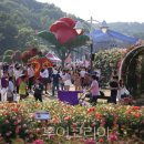 울산대공원 장미 축제, 300만송이 장미향으로 치유여행 선사! 이미지
