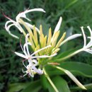 문주란 자생지 이미지