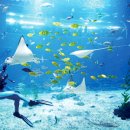 아쿠아플라넷 제주 이미지