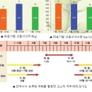 단옥수수 늦뿌림 재배기술 이미지