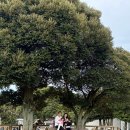 동부목장 | 제주 아이와 승마체험 추천 목장카페 밭디