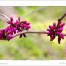 박태기나무(Cercis chinensis Bunge ) 이미지