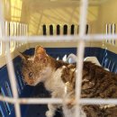 상아동물병원 이미지