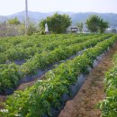 청솔체육관 이미지