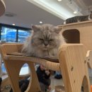 못말리는 고양이 | 분당 고양이카페 못말리는고양이 아이와 같이 방문한 후기
