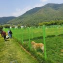 파트라슈반려견학교 이미지