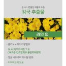 크림 스킨바디 이미지