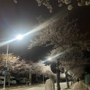 전동 31-3 공영주차장 | 2026년 3월31일 강정보 벚꽃 개화 근황,스팟 +쿠팡 강아지 페이스 커버,얼굴망 내돈내산 후기