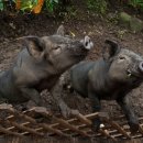 서부두 명품횟집거리 이미지