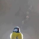 Eurasian Blue Tit 이미지