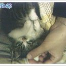 다래 동물병원 이미지