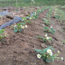 솔바우농장 이미지