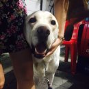 구공탄 막창곱창 이미지