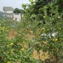 신원대로-7 이미지