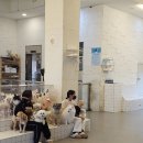 독타곤 | 전주 강아지 애견카페 효자동 독타곤