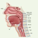 연하곡지 | 감기, 한의원에서 처방받으세요. 기침 가래 재채기~ [주엽동 목월한의원]
