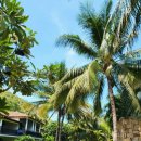 엑스오짐 | 나트랑 4,5일차 - 아미아나 리조트 나짱 후기(포르가니사원/라냐/꽌엑스오/안토이)