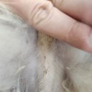 영천동물병원 이미지