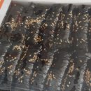 막뚱이꼬마김밥 이미지