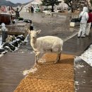 대정목장 이미지