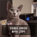 멍뭉펫 이미지