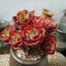 크라우스 이미지