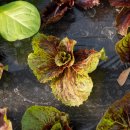 충실농장 이미지