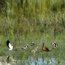 Hippo and birds in Zimbabwe 이미지