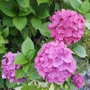 농소몽돌펜션 이미지