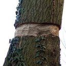 2024년 원예기능사 실기(필답) 문제및 정답 이미지