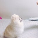 모모솜사탕 이미지