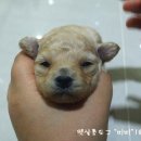 아가펫살롱 이미지