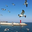 주문진항만 이미지