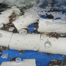 돌쌈 | 장위동 <돌쌈> - 쭈꾸미샤브부터 생선모둠구이까지 완벽한 몸보신