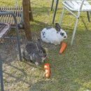 선흘 정원 이미지