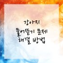 고덕 365 동물의료센터 | 강아지 물어뜯기 해결법 평택동물병원