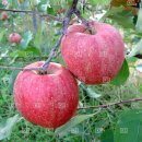 금산농원 이미지