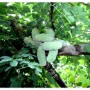 칠갑산두메산골 이미지