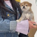 합천 일번지 켄넬 | 부산시바견 전문 허가견사 운영중인 더퍼피 부산점