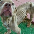 달강아지 이미지