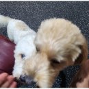 행복한아이유치원 이미지